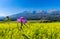 Purple mountain cornflower on green meadow.