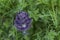 Purple mountain flowers with fluffy petals