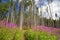 Purple mountain flowers landscape with path and beech trees fore