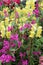 Purple Mountain Garland Flowers in Front of Yellow Snapdragons in a Flower Garden