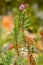 Purple mountain heather, Phyllodoce caerulea