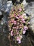 Purple mountain saxifrage, Saxifraga oppositifolia subsp. Oppositifolia