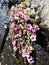 Purple mountain saxifrage, Saxifraga oppositifolia subsp. Oppositifolia