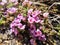 Purple mountain saxifrage, Saxifraga oppositifolia subsp. Oppositifolia