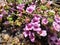 Purple mountain saxifrage, Saxifraga oppositifolia subsp. Oppositifolia