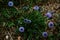 Purple mountain wildflower globularia vulgaris