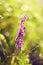 A purple mouse pea flower blooms on a summer morning, illuminated by the rays of the bright sun