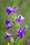 Purple mouse peas flowers