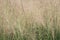 Purple Muhlenbergia sp grass field