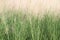 Purple Muhlenbergia sp grass field