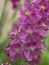 Purple Mullein flower on a blurred background