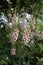 A Purple Mullein plant also known as a Temptress Purple