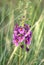 Purple Mullein verbascum Phoeniceum