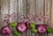 Purple mum flowers and Spider chrysanthemum flowers close up with loose petals