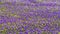 Purple Muscari Armeniacum Field