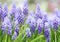 Purple muscari botryoides