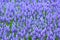 Purple muscari botryoides field