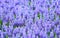 Purple muscari botryoides field