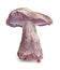 Purple mushroom