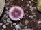 Purple mushroom on forest floor