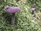 Purple mushroom in green moss