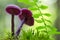 Purple mushroom in soft focus with shallow depth