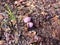 Purple Mushrooms - Bulow Plantation Ruins Historic State Park near Daytona - Monument