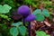 Purple mushrooms between clover, macro image