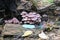 Purple mushrooms growing on an old fallen tree trunk