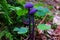 Purple mushrooms growth on ground of mixed woodland, macro image