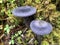 Purple mushrooms in moss.