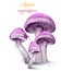 Purple mushrooms watercolor Vector isolated on white backgrounds