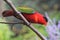 Purple-naped lory