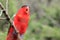 Purple-naped lory