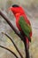 Purple-naped lory