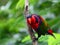 Purple Naped Lory