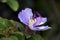 Purple native lassiandra flower