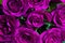 Purple natural roses background