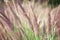 Purple needle grass flowers blooming  in nature garden on background