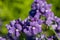 Purple nemesia flowers