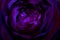 Purple neon rose macro.