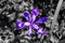 Purple netted iris flower color 