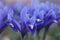 Purple Netted Iris Flowers