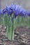 Purple Netted Iris Flowers and Leaves