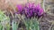 Purple netted iris Iridodictyum reticulatum or Iris reticulata flowers in garden
