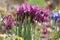 Purple netted iris Iridodictyum reticulatum or Iris reticulata flowers in garden