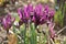 Purple netted iris Iridodictyum reticulatum or Iris reticulata flowers in garden