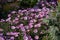 Purple new england asters. Wild deep purple flowers