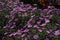 Purple new england asters. Wild deep purple flowers