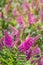 purple New Zealand hebe flowers in bloom with blurred background and copy space